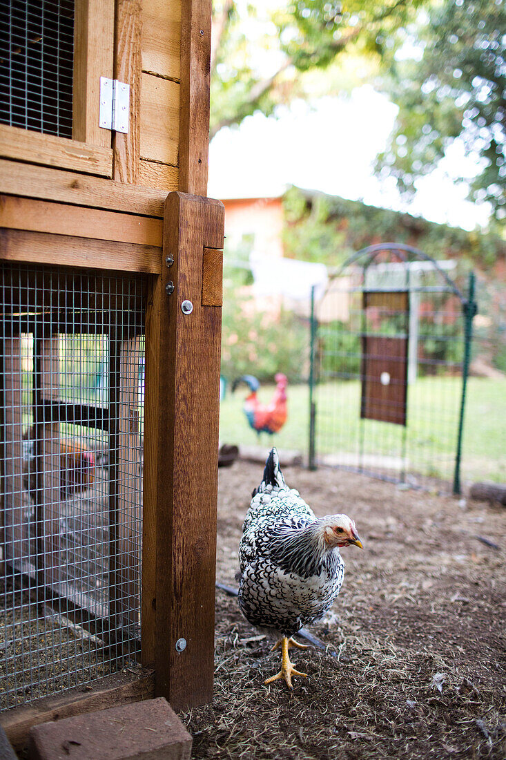 Locally sourcing food is a growing trend and chicken coops are rising in popularity throughout the US.