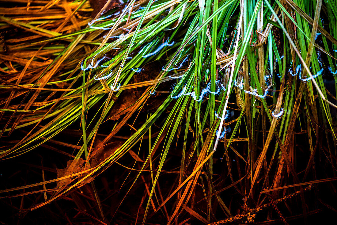 Blades of grass immerse into a small stream with dirty water and create a paint like structure.