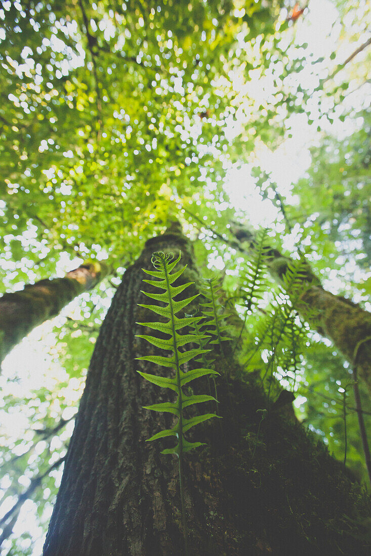 A licorice fern (Polypodium glycyrrhiza) grows out of a large Douglas Fir Tree in British Columbia, Canada.