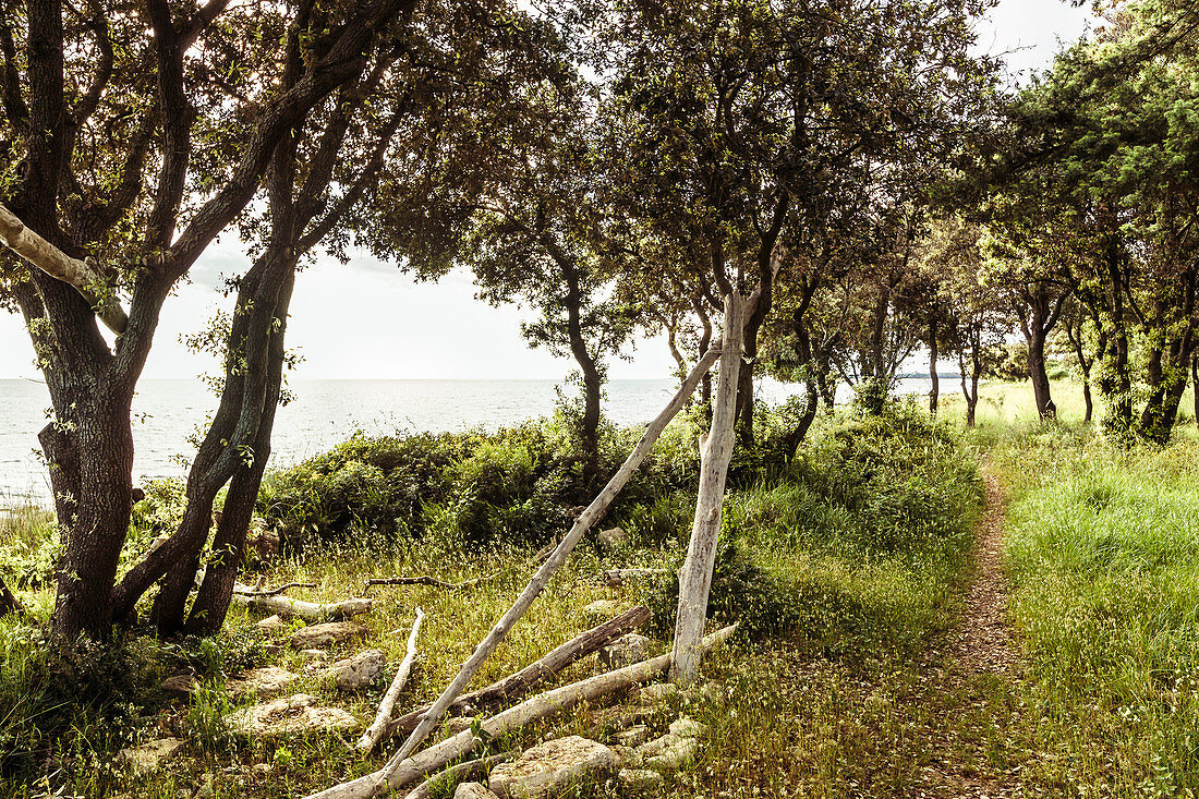 Forest along the Mediterranean coast, Peroj, Istria, Croatia