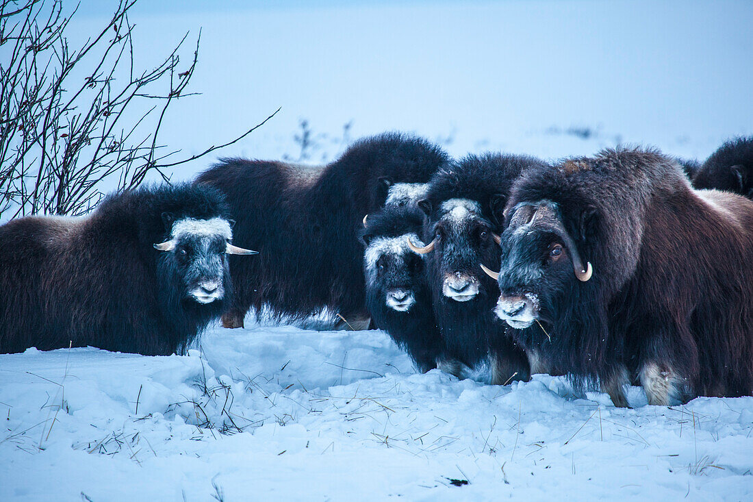 Muskoxen Ovibos moschatus in  the snow, North Slope Borough, Alaska, USA