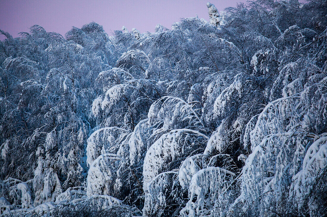 Snow covered trees at Dalton Highway, Yukon-Koyukuk Census Area, Alaska, USA