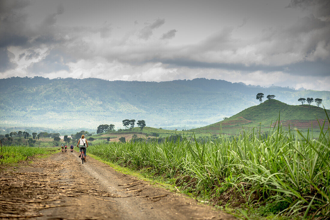Radfahrer fahren auf einem Weg zwischen Zuckerrohrfeldern, Java, Indonesien