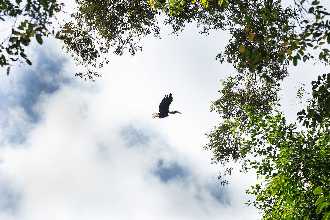 Flying Hornbill in the treetops, Java, Indonesia