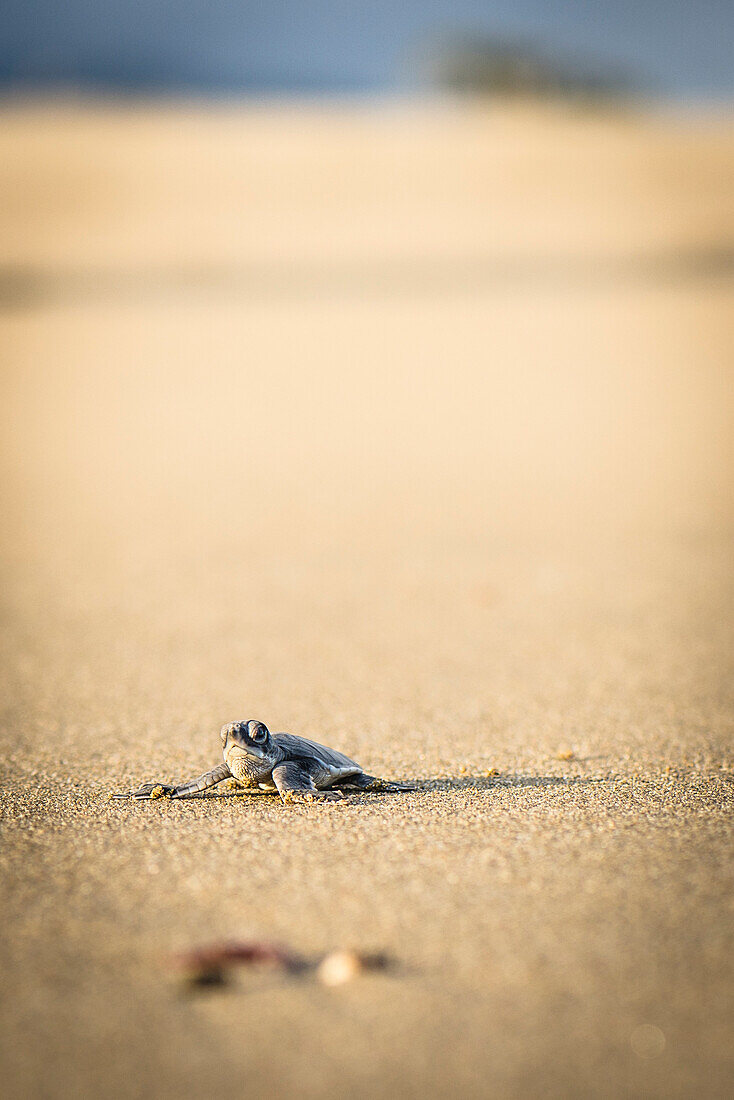 Baby green turtle a green turtle at the beach - Indonesia, Java