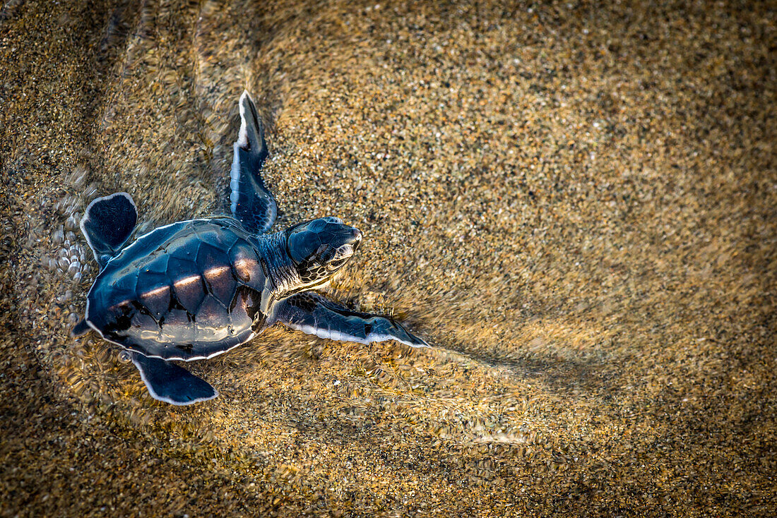 Schildkrötenbaby einer Suppenschildkröte kurz vor dem offenen Meer im feuchten Sand, Java, Indonesien