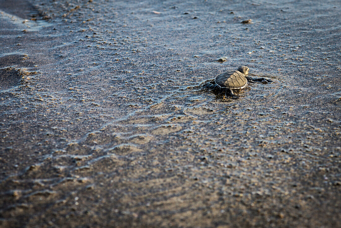 Schildkrötenbaby einer Suppenschildkröte kurz vor dem offenen Meer im feuchten Sand - Indonesien, Java