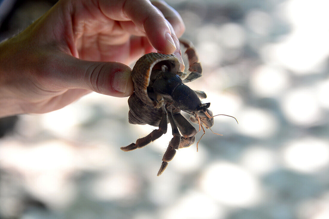 Krabbe am Strand, Andaman Sea, Süd- Thailand, Thailand
