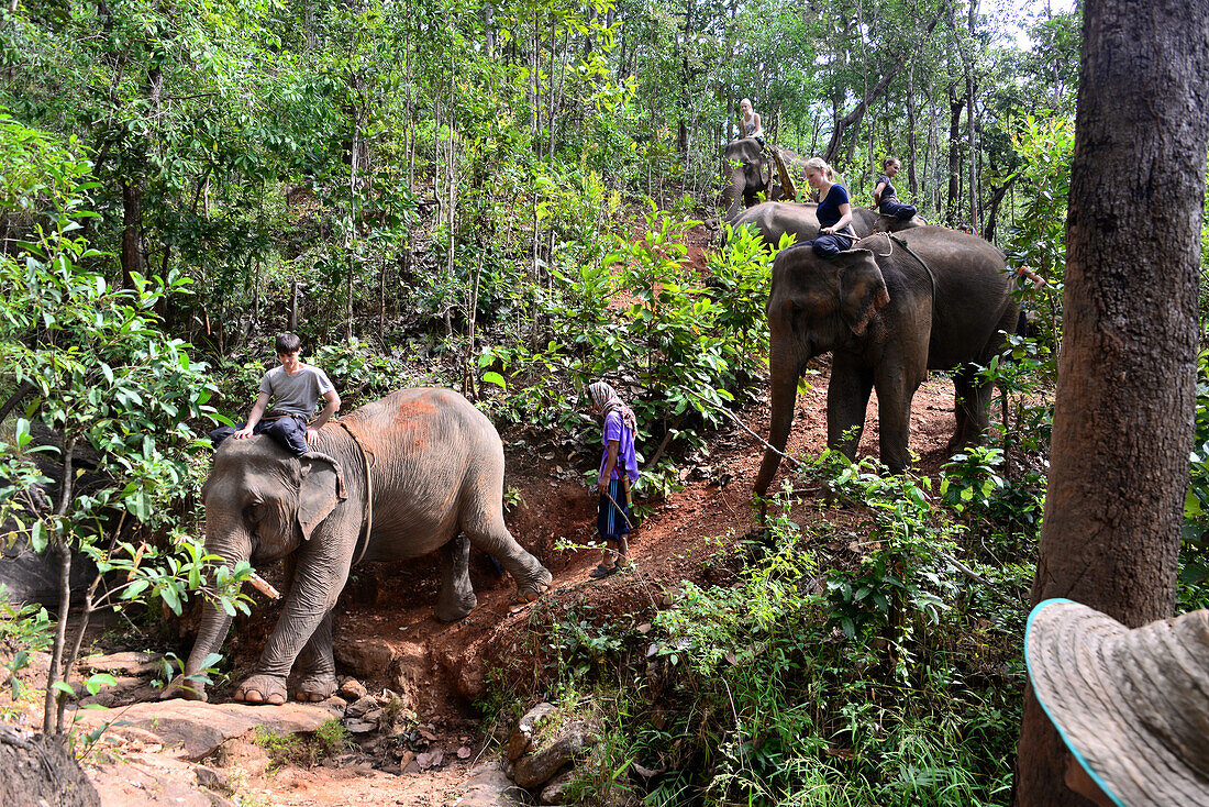 Elephant Camp of Bodo Förster near Chiang Mai, North-Thailand, Thailand, Asia