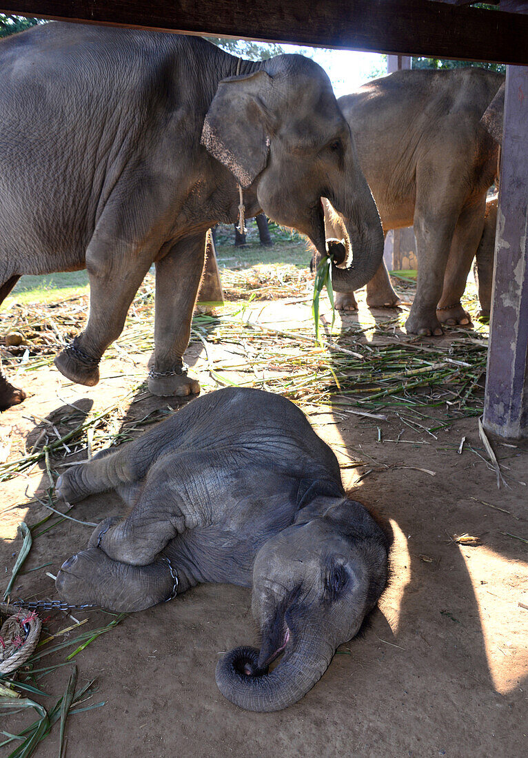 schlafendes Elefantenbaby auf dem Elefanten Round Up- Fest in Surin, Isan, Ost-Thailand, Thailand