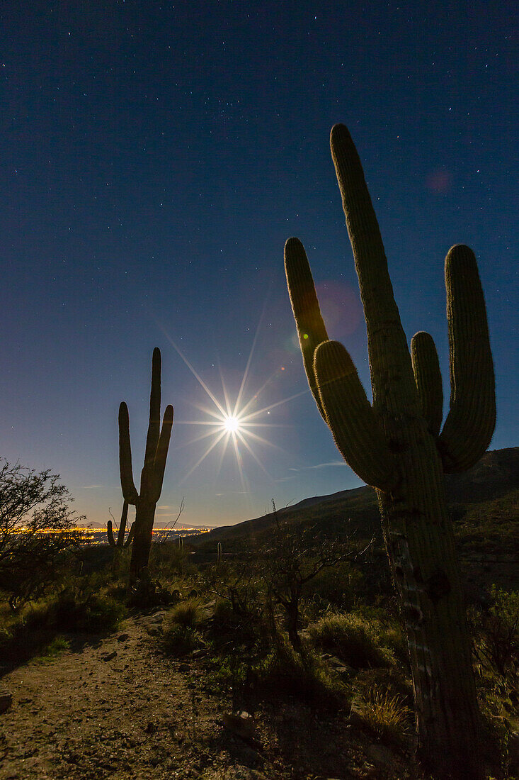 Giant saguaro cactus Carnegiea gigantea, under full moon in the Catalina Mountains, Tucson, Arizona, United States of America, North America