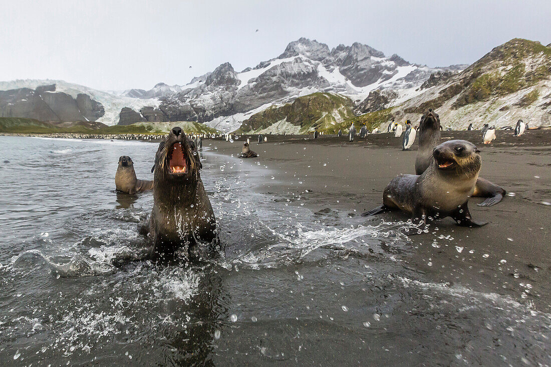 A curious young Antarctic fur seal Arctocephalus gazella, Gold Harbour, South Georgia, Polar Regions