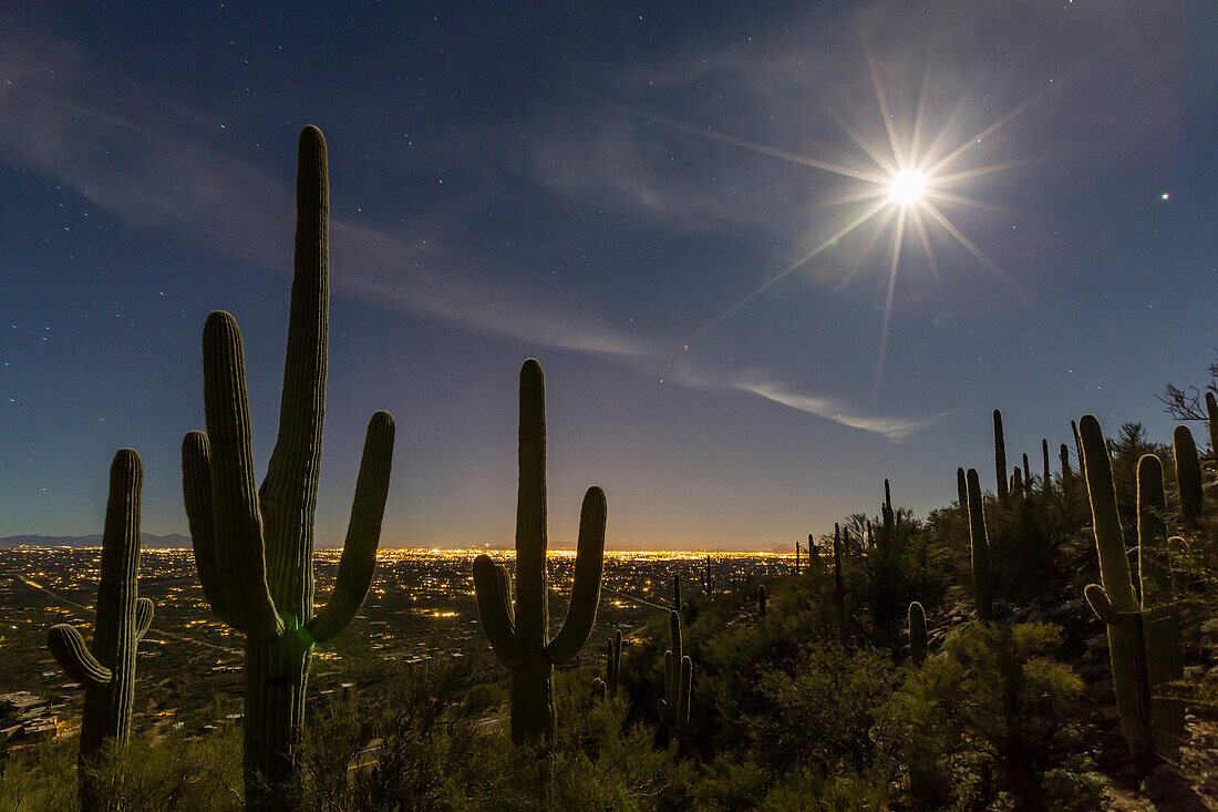 Giant saguaro cactus Carnegiea gigantea, under full moon in the Catalina Mountains, Tucson, Arizona, United States of America, North America