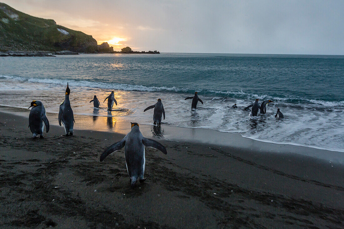 King penguins Aptenodytes patagonicus returning to the sea at sunrise at Gold Harbour, South Georgia, Polar Regions