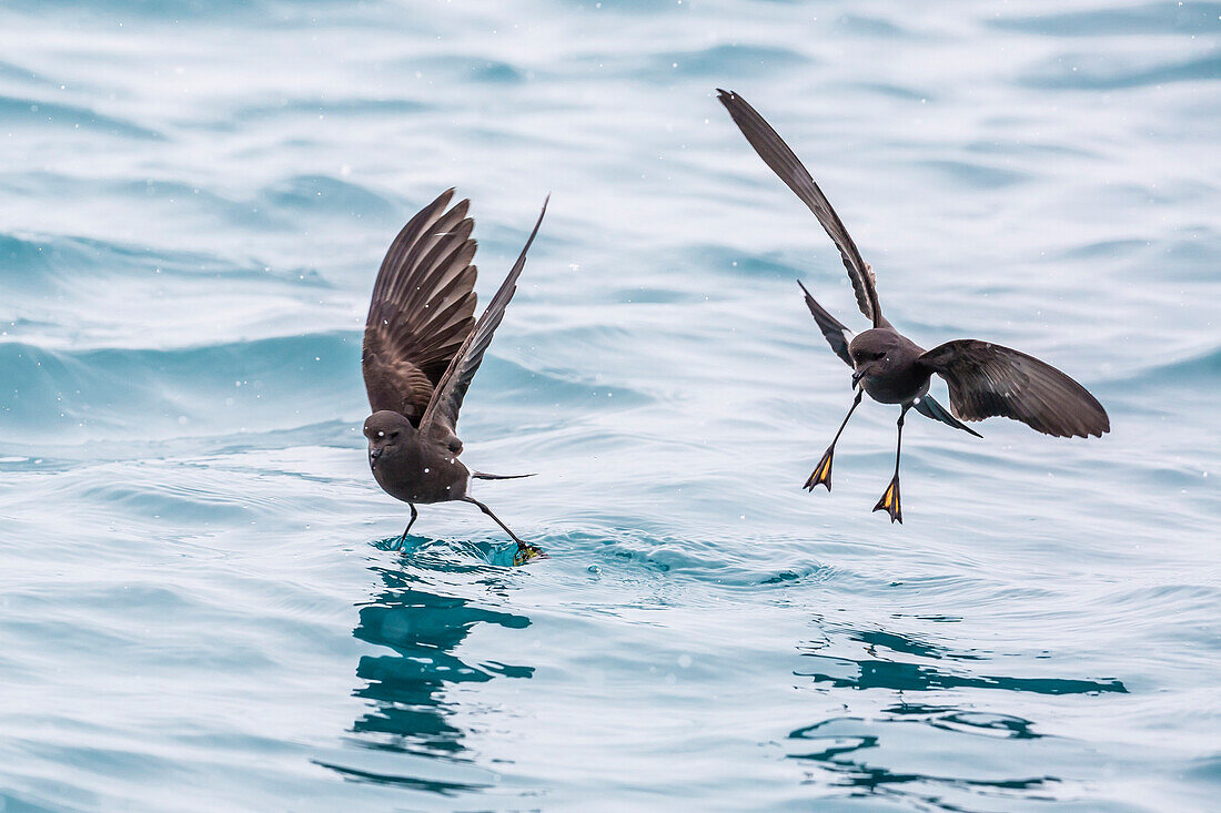 Adult Wilson's storm petrels Oceanites oceanicus, surface feeding at Grytviken, South Georgia, Polar Regions