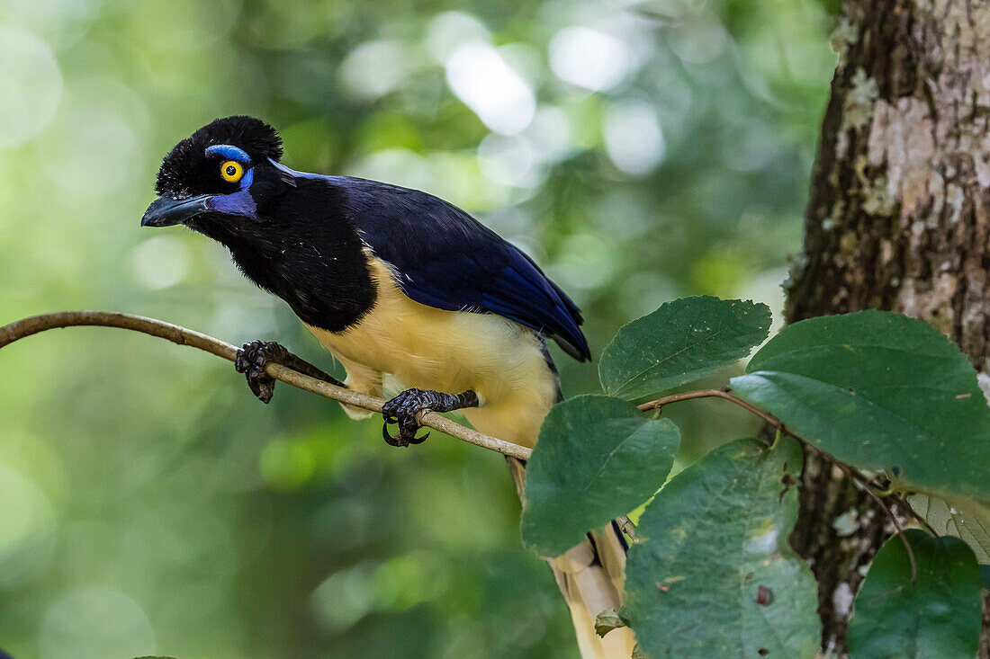 Adult plush-crested jay Cyanocorax chrysops, in Iguazu Falls National Park, Misiones, Argentina, South America