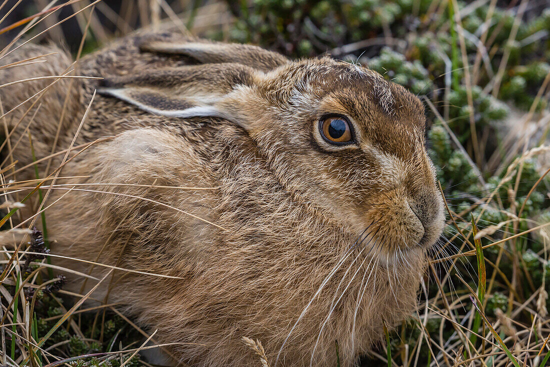 The introduced and very invasive European rabbit Oryctolagus cuniculus, outside Stanley, Falkland Islands, South America