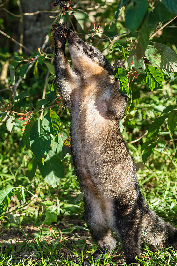 Adult South American coati Nasua nasua, foraging, Iguazu Falls National Park, Misiones, Argentina, South America
