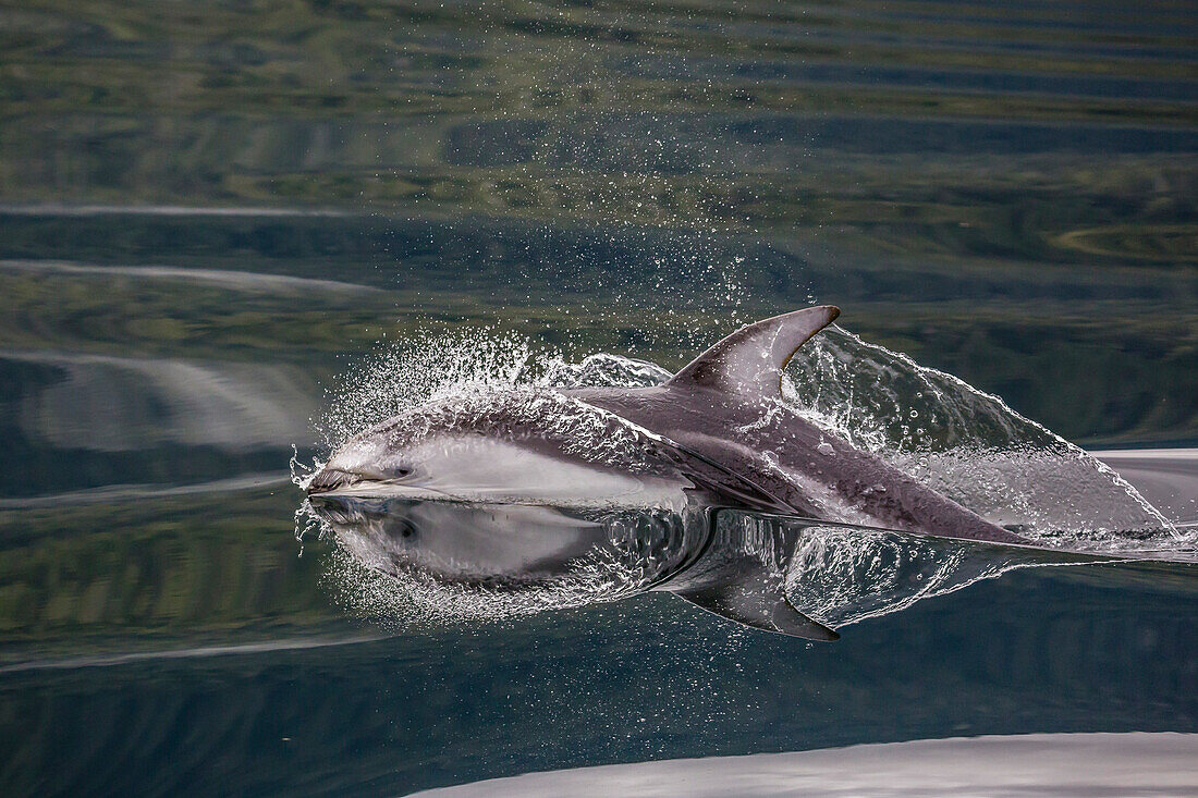 Pacific white-sided dolphin Lagenorhynchus obliquidens, surfacing in Johnstone Strait, British Columbia, Canada, North America
