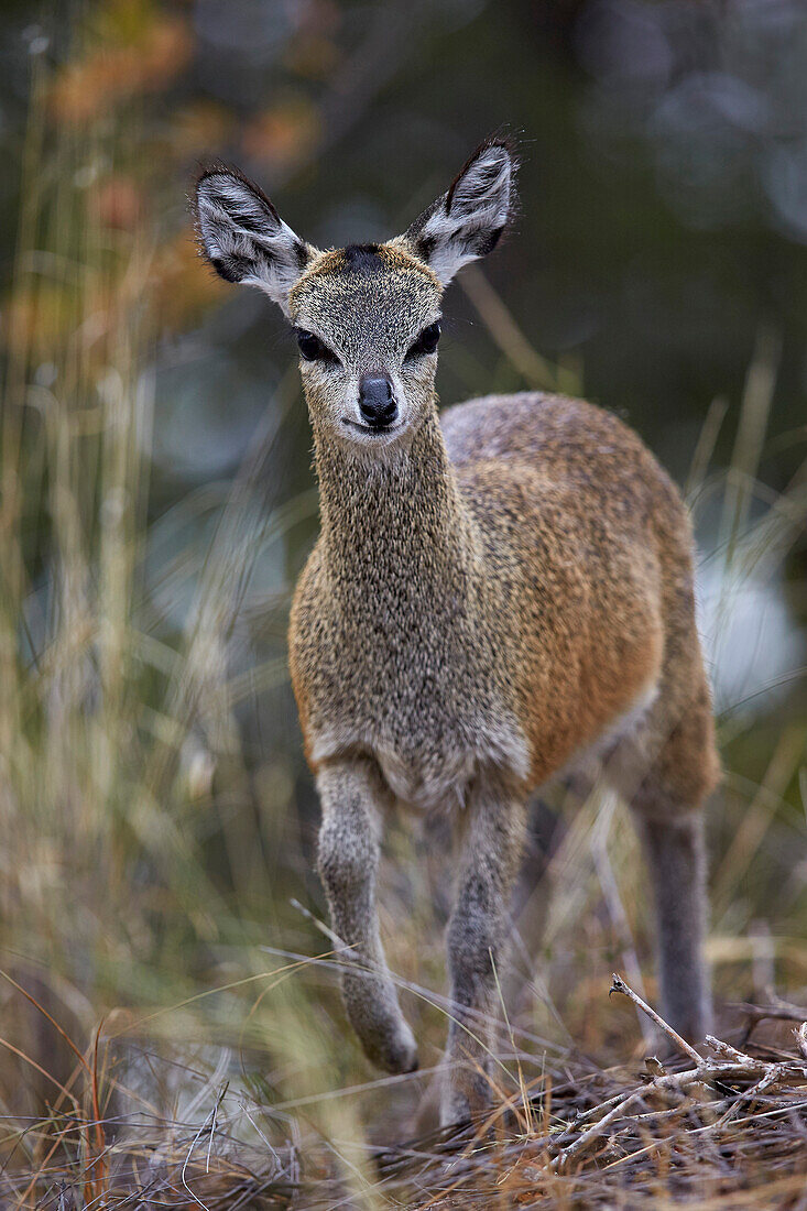 Klipspringer Oreotragus oreotragus female, Kruger National Park, South Africa, Africa