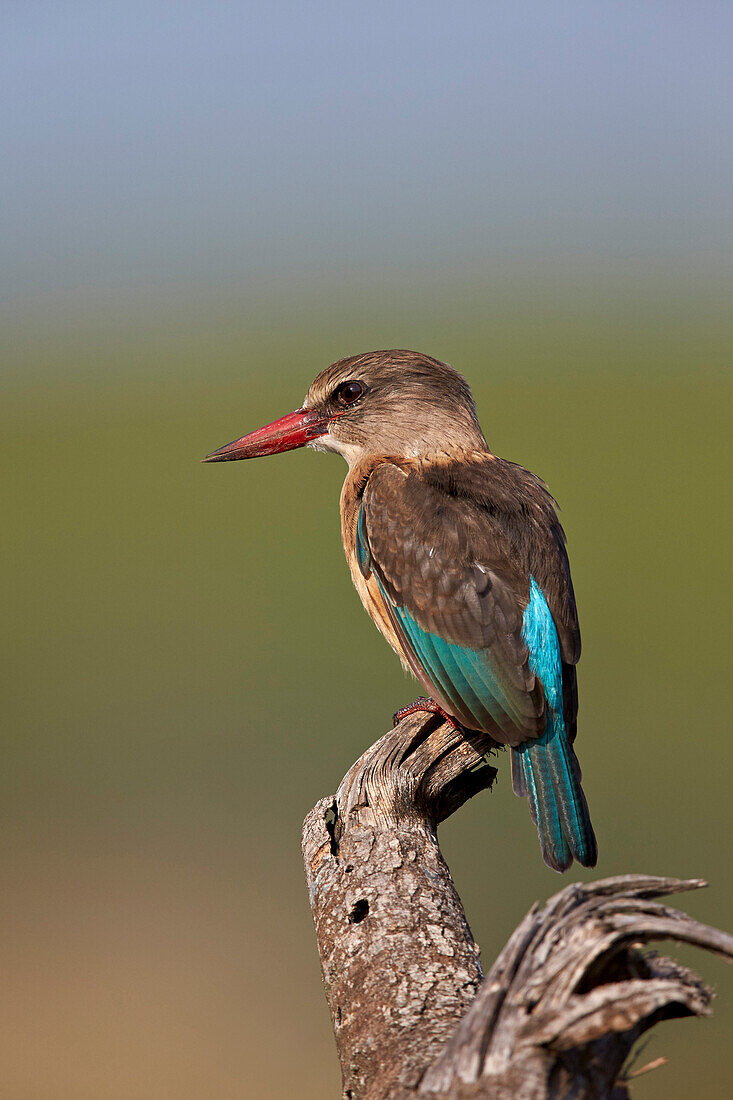 Brown-hooded kingfisher Halcyon albiventris, Kruger National Park, South Africa, Africa