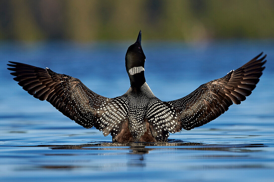 Common Loon Gavia immer stretching its wings, Lac Le Jeune Provincial Park, British Columbia, Canada, North America
