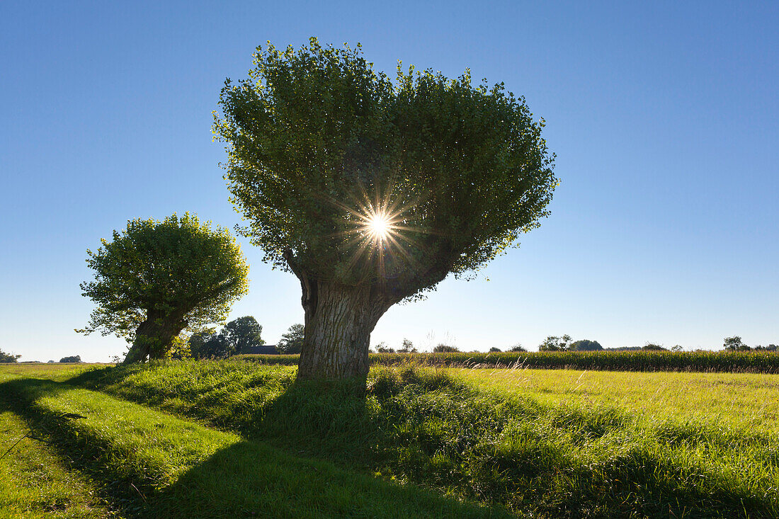 Pollard willows at Bislicher Insel, near Xanten, Lower Rhine, North-Rhine Westphalia, Germany