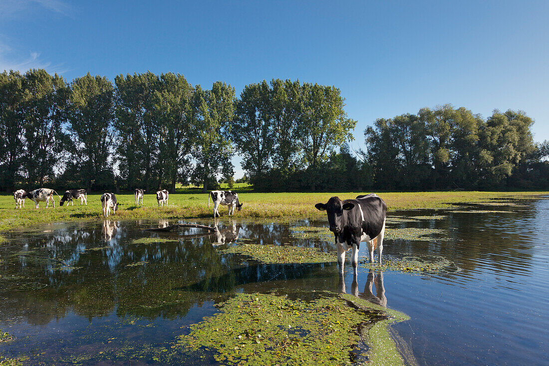 Cows on an old arm of Rhine river at Bislicher island, near Xanten, Lower Rhine, North-Rhine Westphalia, Germany