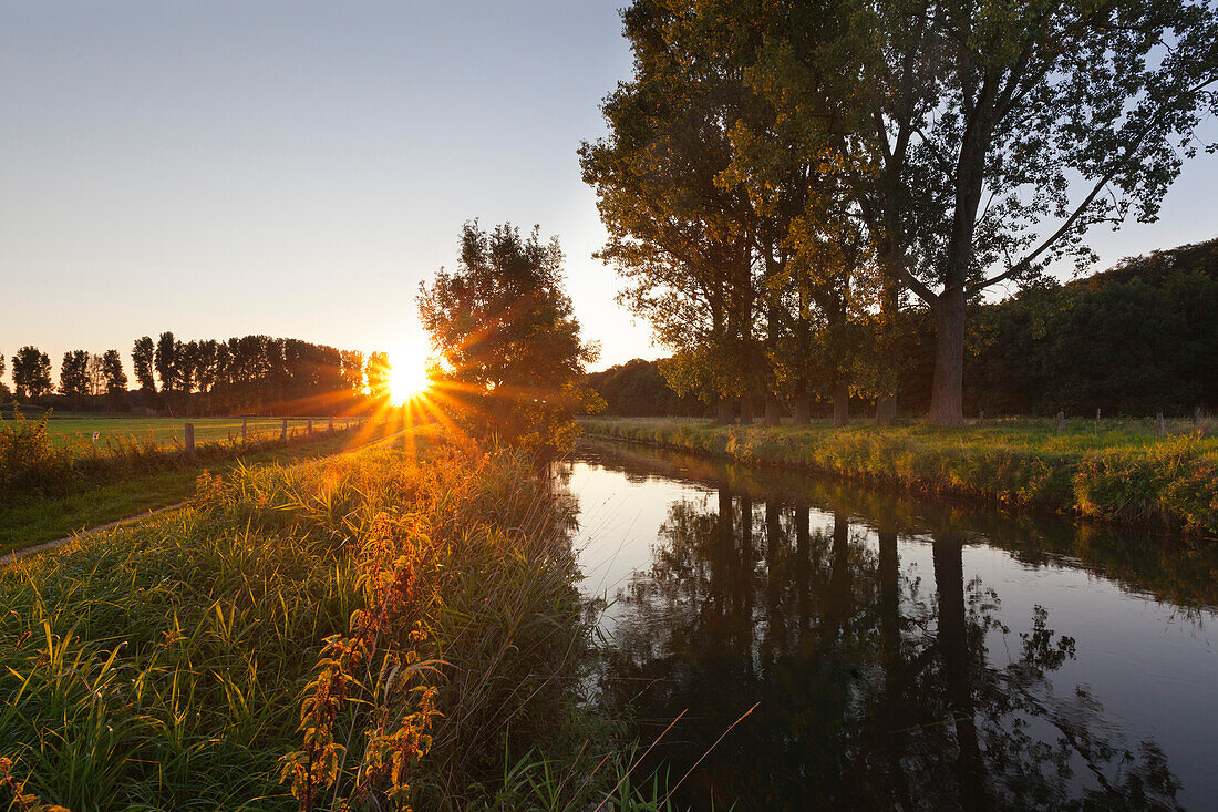 Poplars at the banks of Niers rivulet, near Goch, Lower Rhine, North-Rhine Westphalia, Germany