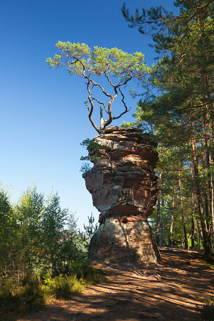 Laemmerfels rock, near Dahn, Dahner Felsenland, Palatinate Forest nature park, Rhineland-Palatinate, Germany