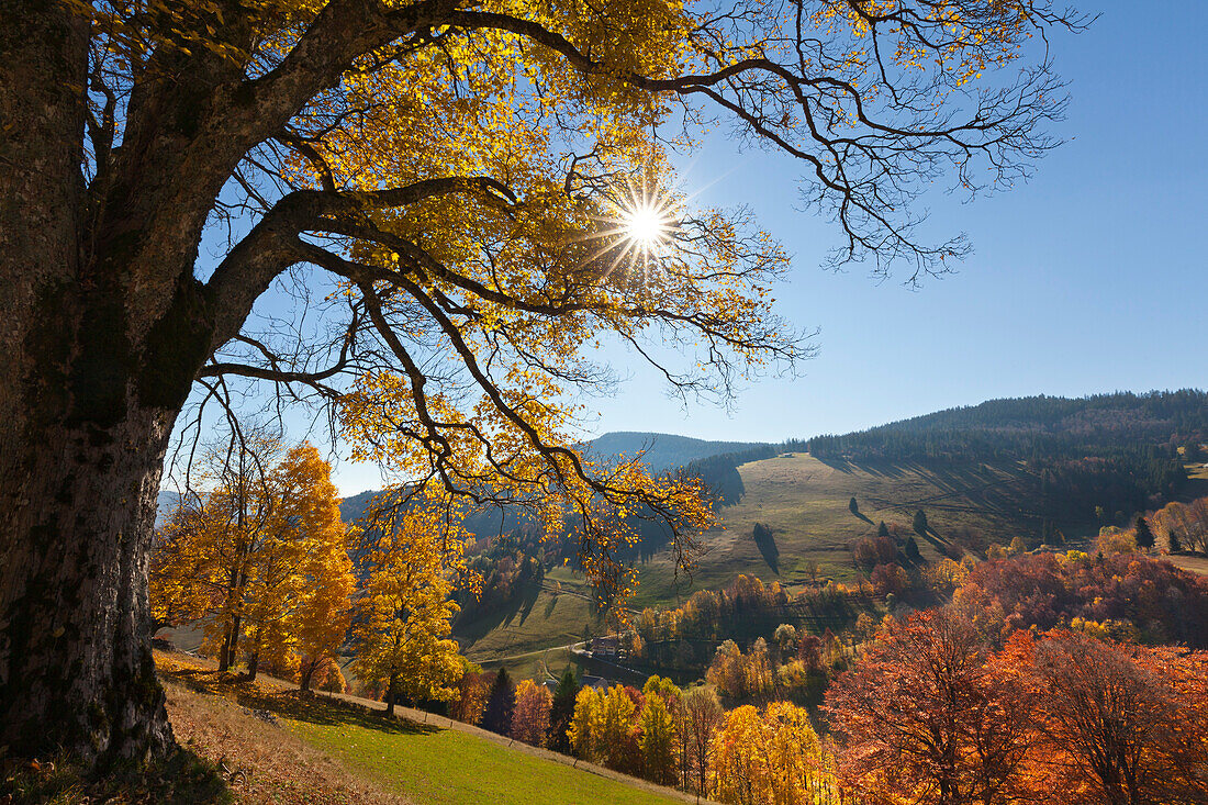 Herbst am Wiedener Eck, Suedlicher Schwarzwald, Baden-Wuerttemberg, Deutschland