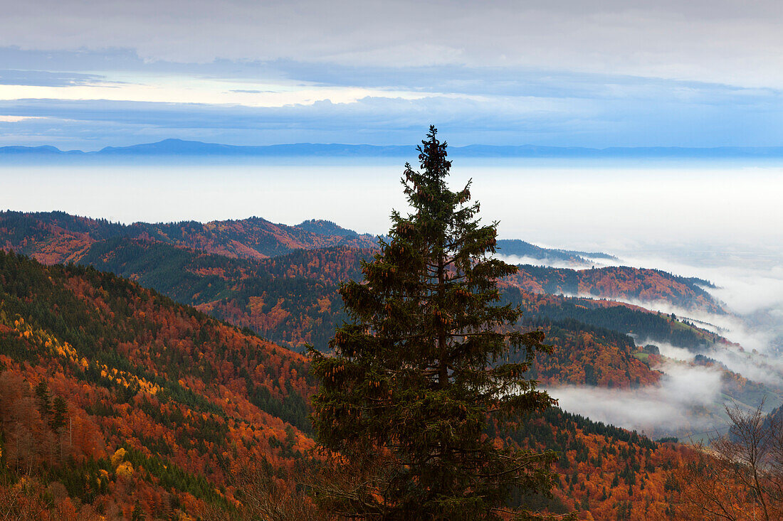 Nebel im Rheintal, Blick vom Belchen ueber das Muenstertal und das Rheintal bis zu den Vogesen, Suedlicher Schwarzwald, Baden-Wuerttemberg, Deutschland