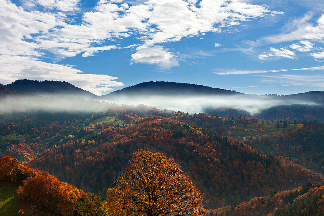 Landscape near Schoenau, Black Forest, Baden-Wuerttemberg, Germany