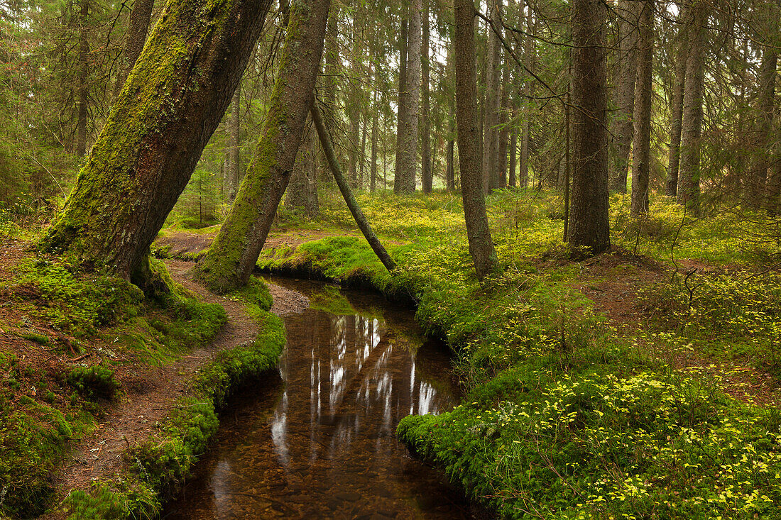 Zauberwald im Naturschutzgebiet Taubenmoos, bei Bernau, Suedlicher Schwarzwald, Baden-Wuerttemberg, Deutschland
