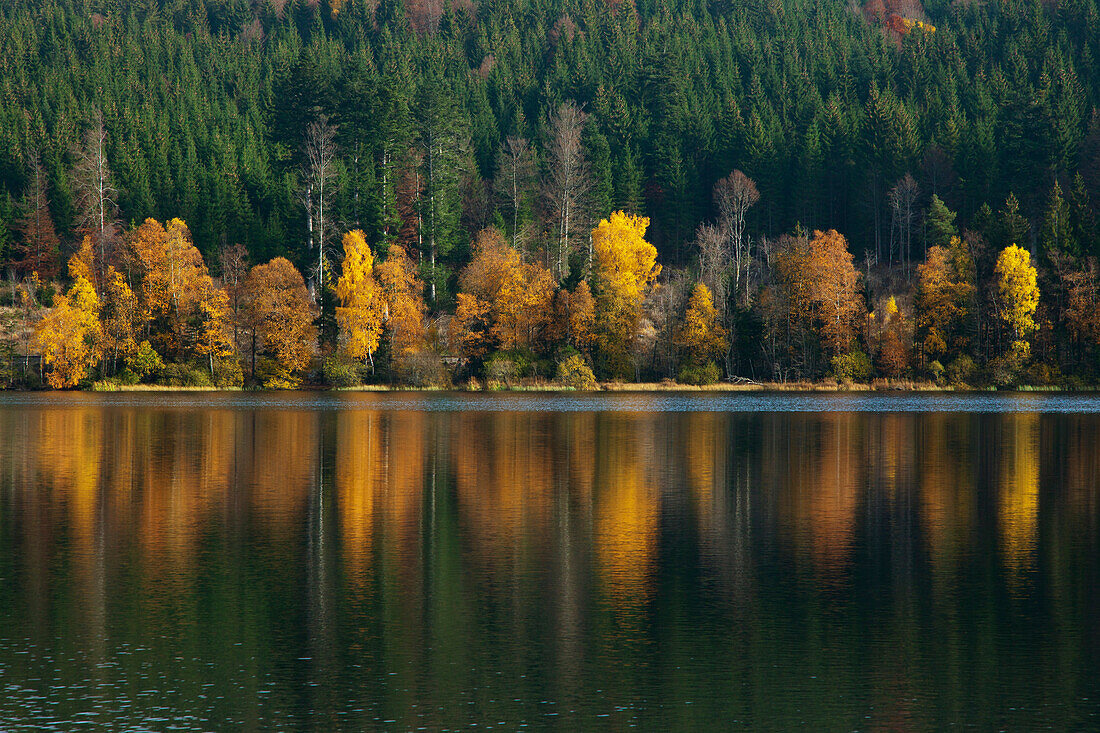 Windgfaellweiher, nahe Schluchsee, Suedlicher Schwarzwald, Baden-Wuerttemberg, Deutschland