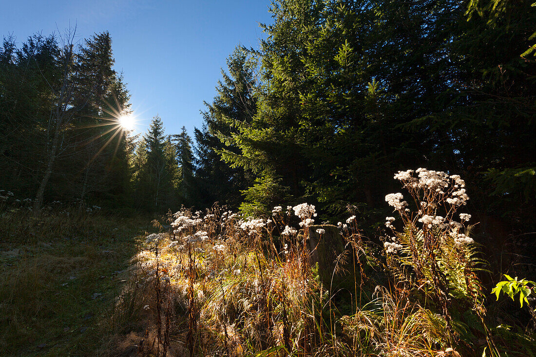 Forest glade at Belchen, Black Forest, Baden-Wuerttemberg, Germany