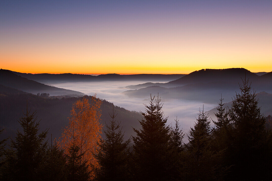 View over fog in Renchtal, Black Forest, Baden-Wuerttemberg, Germany