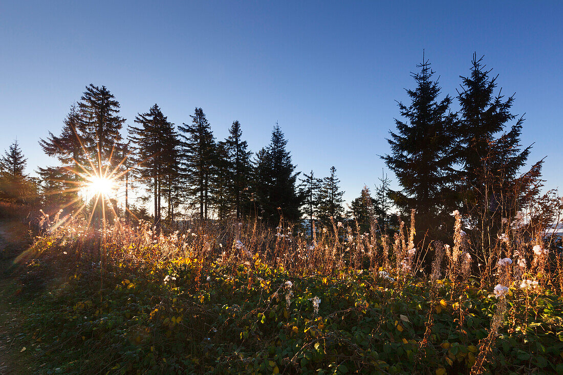 Hornisgrinde, Black Forest, Baden-Wuerttemberg, Germany