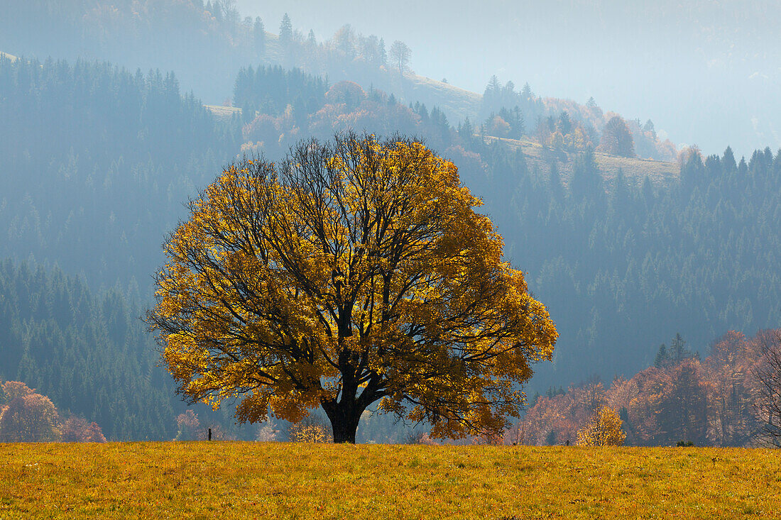 Maple tree in Schauinsland, Black Forest, Baden-Wuerttemberg, Germany