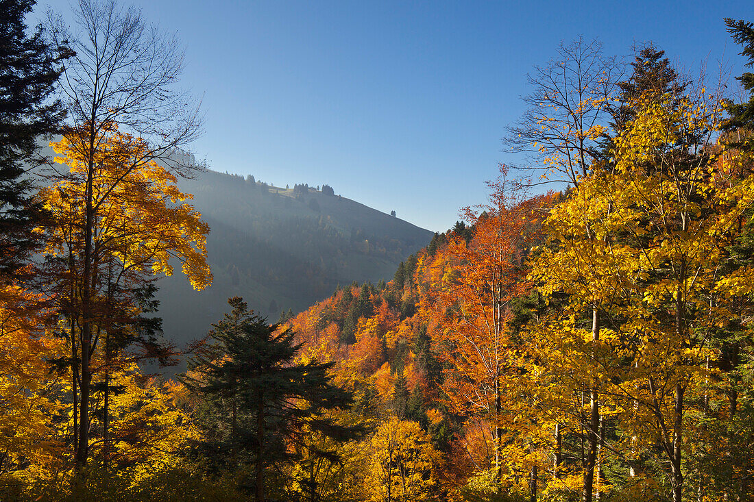 Muenstertal, Black Forest, Baden-Wuerttemberg, Germany