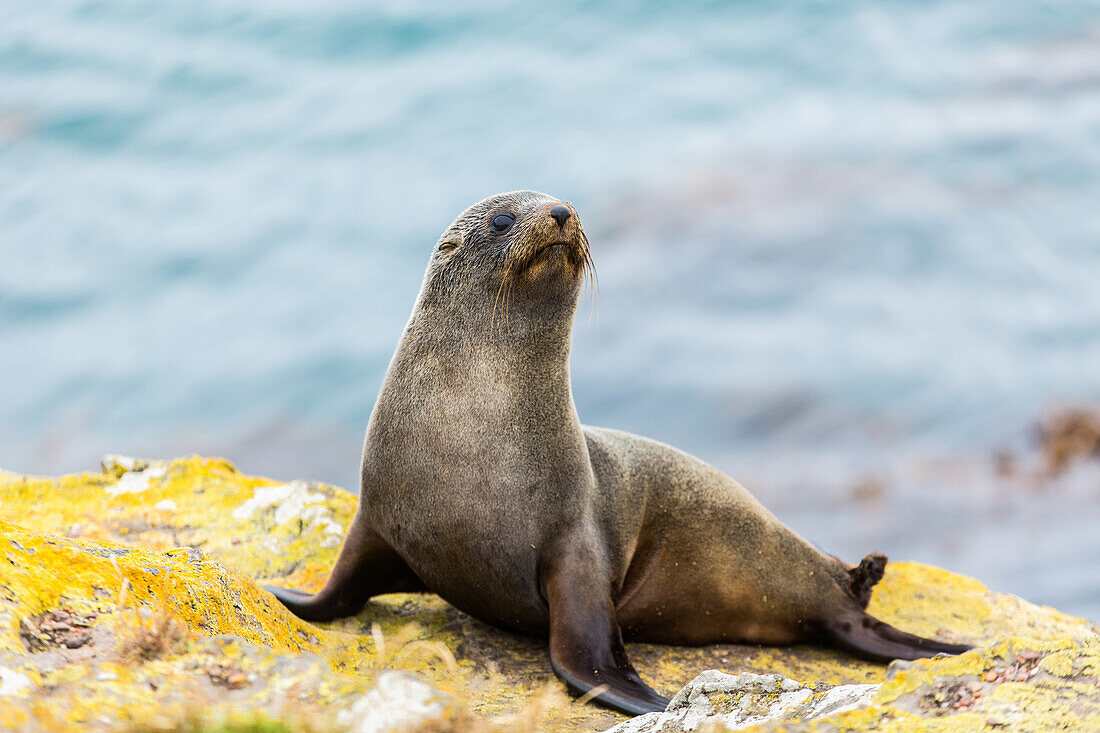 Fur seal Arctocephalus forsteri, Moeraki, South Island, New Zealand, Pacific