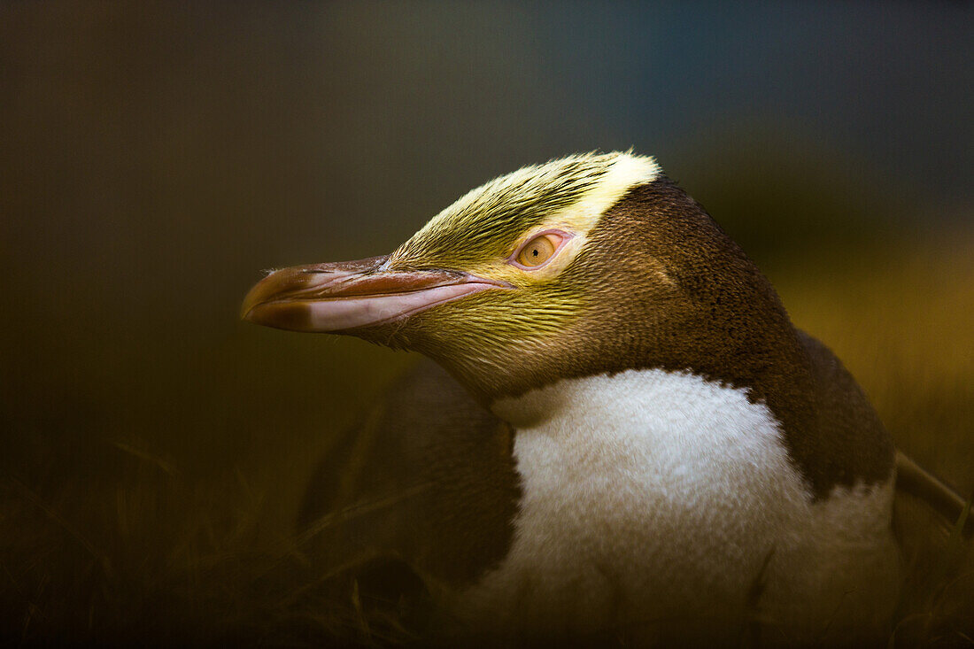 Yellow-eyed penguin Megadyptes antipodes, Moeraki, South Island, New Zealand, Pacific