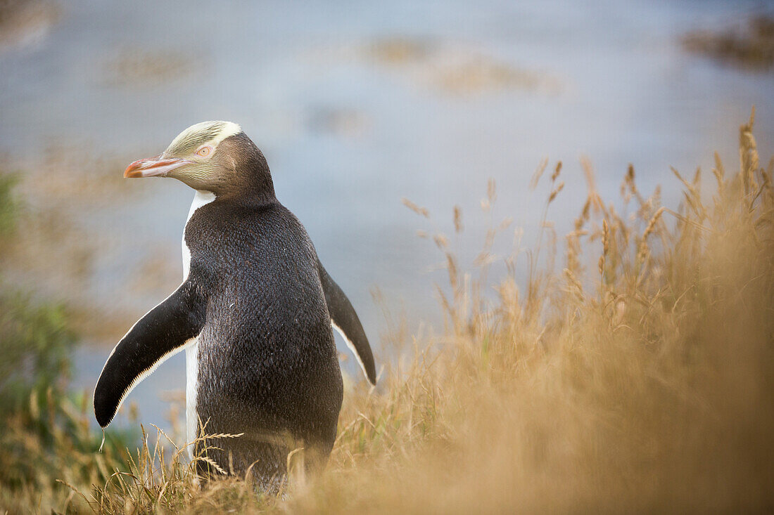 Yellow-eyed penguin Megadyptes antipodes, Moeraki, South Island, New Zealand, Pacific