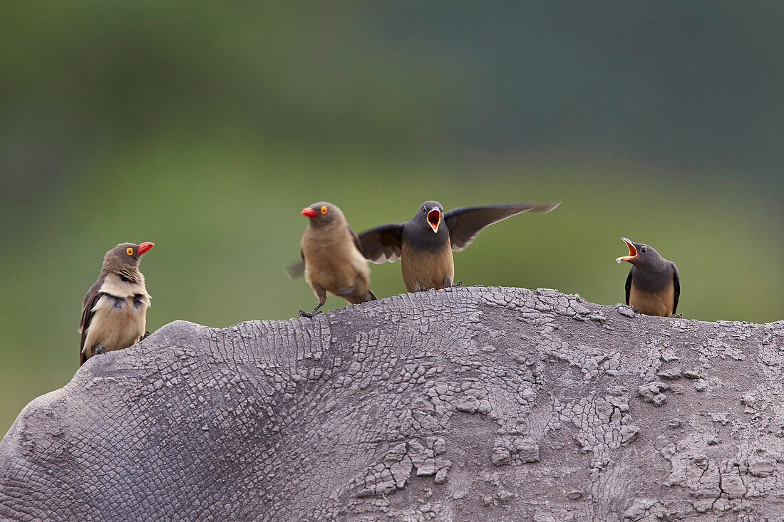 Red-billed oxpecker Buphagus erythrorhynchus, Kruger National Park, South Africa, Africa