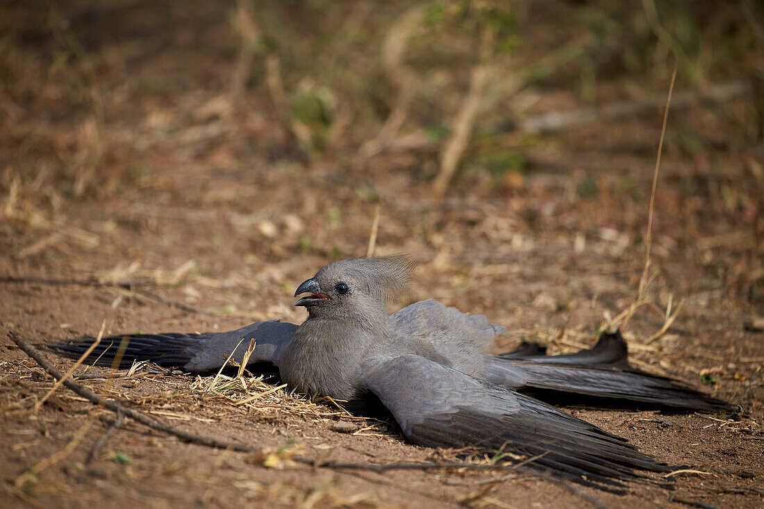 Grey lourie go-away bird Corythaixoides concolor, Kruger National Park, South Africa, Africa