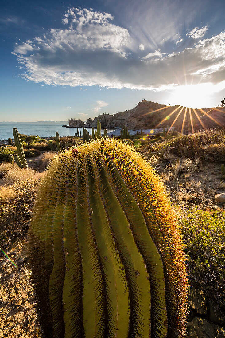 Sunset on an endemic giant barrel cactus Ferocactus diguetii on Isla Santa Catalina, Baja California Sur, Mexico, North America