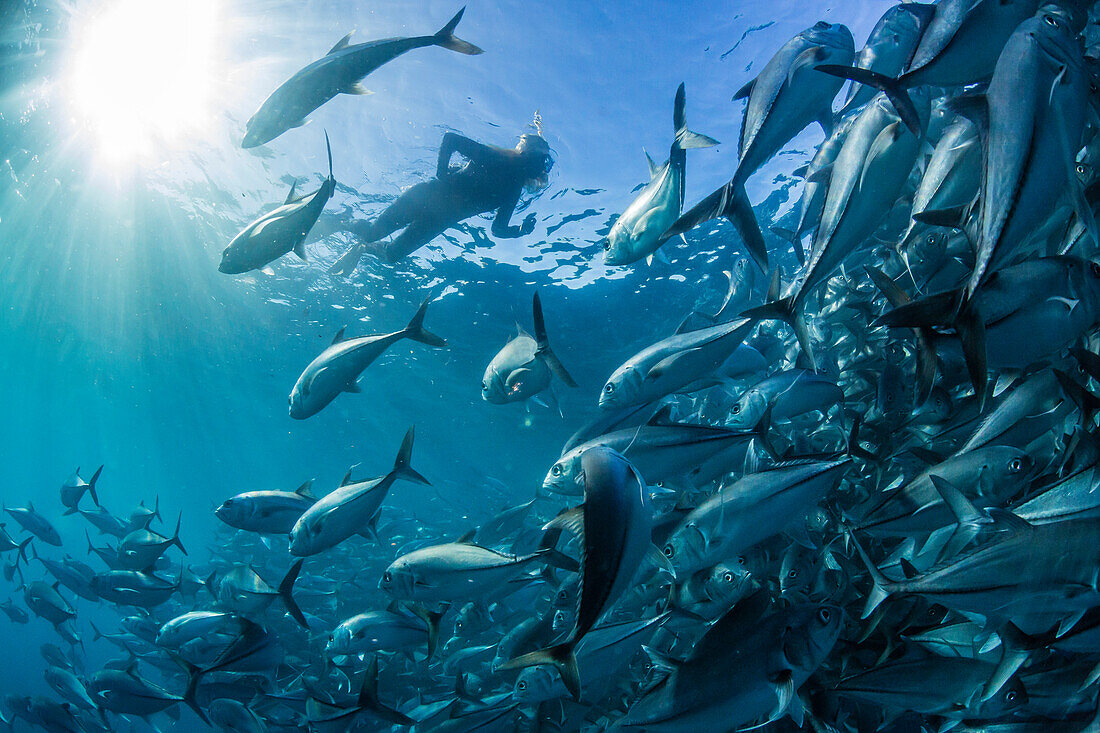 A snorkeler with a large school of bigeye trevally Caranx sexfasciatus in deep water near Cabo Pulmo, Baja California Sur, Mexico, North America