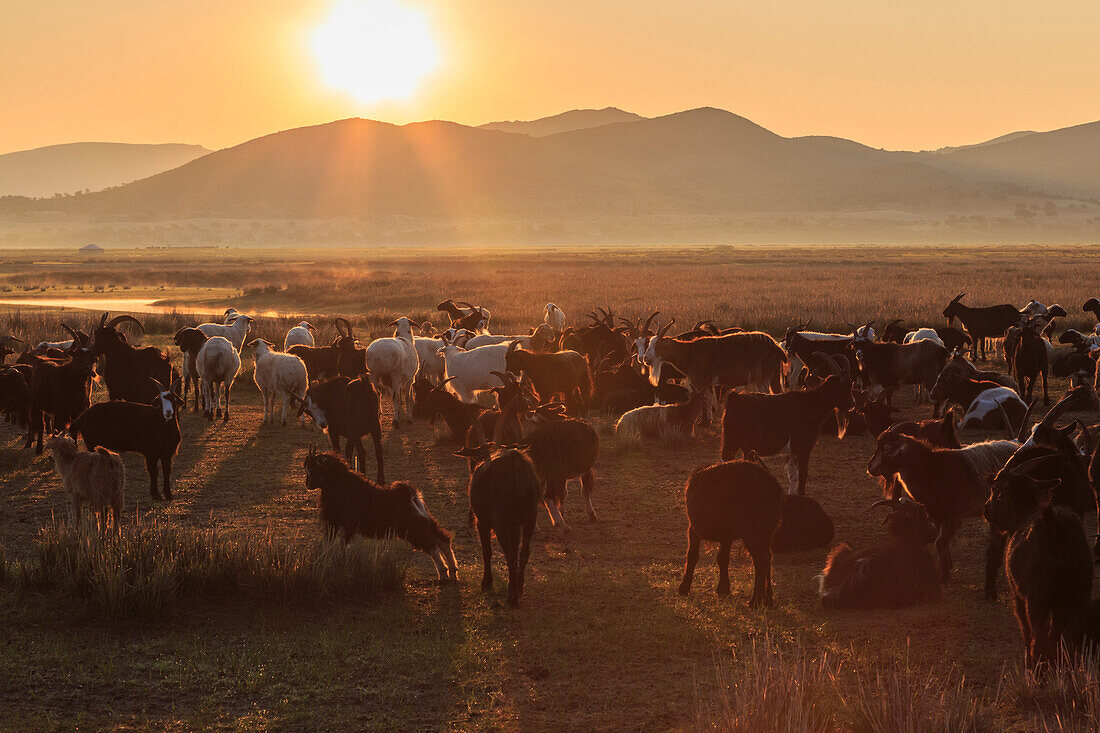 River, ger and backlit herd of goats and sheep at sunrise in summer, with distant mist, Nomad camp, Gurvanbulag, Bulgan, Mongolia, Central Asia, Asia
