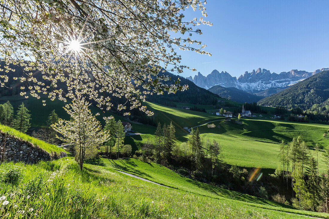Flowering frames the village of St. Magdalena and the Odle group, Funes Valley, South Tyrol, Dolomites, Italy, Europe