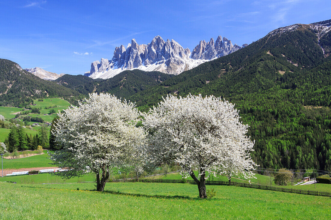 The Odle in background enhanced by flowering trees, Funes Valley, South Tyrol, Dolomites, Italy, Europe